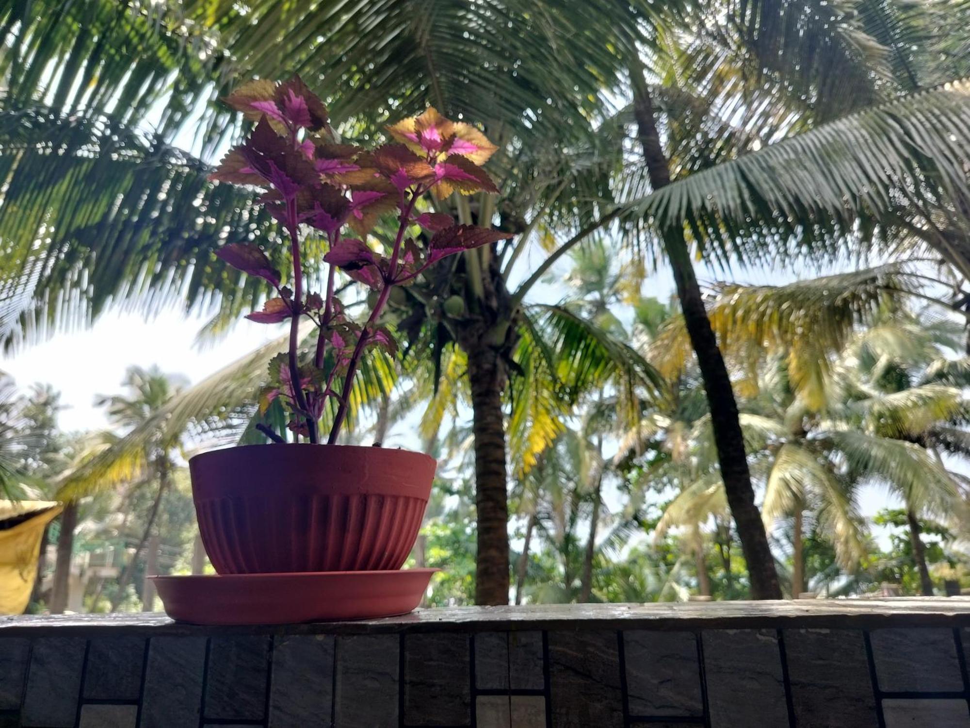 Kumbaya Beachside Hostel & Apartments At Arambol Beach 外观 照片